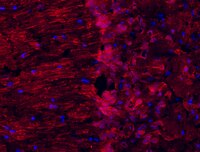 Neuro-Chrom™ Pan Neuronal Marker Antibody-Rabbit | ABN2300